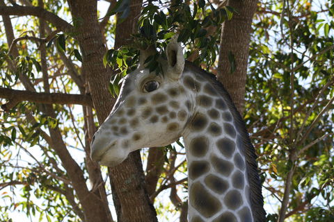 Sarina Palms Caravan Village - Broome Tourism 7