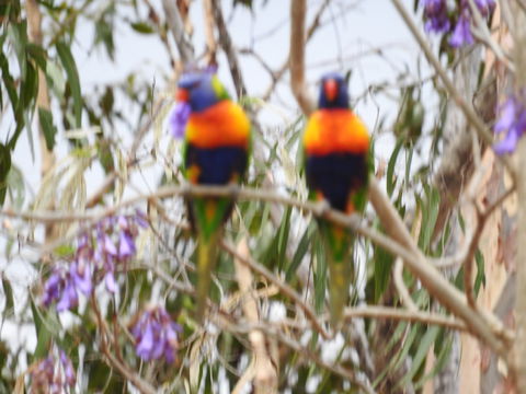 Twilight Grove Farm Bed And Breakfast - Broome Tourism 0