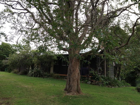 Wonga - Broome Tourism 0