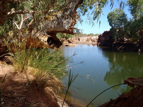 Peedamulla Campground And Cultural Tours - Broome Tourism 1