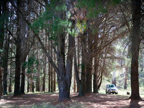 The Pines Campground - Broome Tourism 1