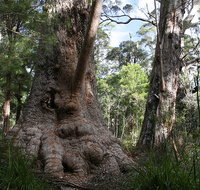 Valley of the Giants Cottage - Broome Tourism