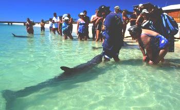 Shark Bay Caravan Park - Broome Tourism 1