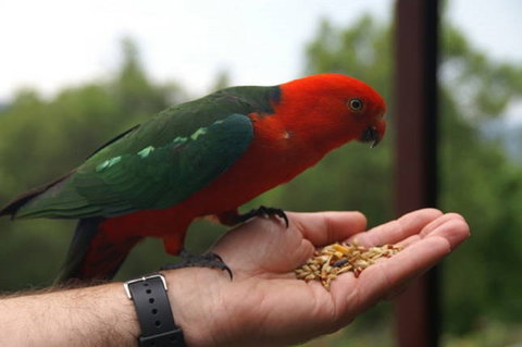 Barrington Tops Escapes - Broome Tourism 0