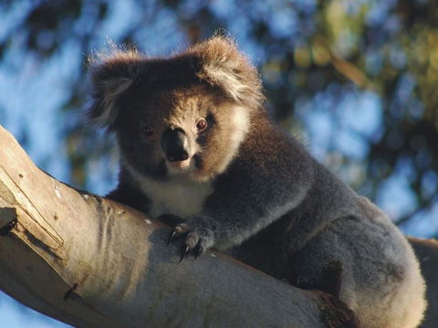 Bimbi Park Camping Under Koalas - Broome Tourism 0