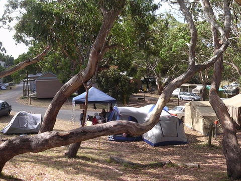 Bimbi Park Camping Under Koalas - Broome Tourism 1