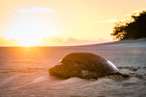 Heron Island Resort - Broome Tourism 2