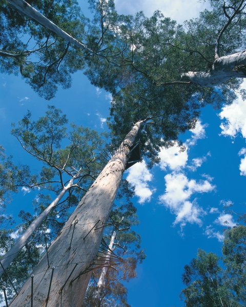 Drafty's Camp At Warren National Park - Broome Tourism 2