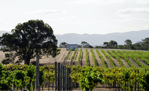 Hounds Run Vineyard - Broome Tourism 1