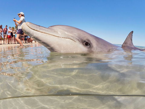 RAC Monkey Mia Dolphin Resort - Broome Tourism 2