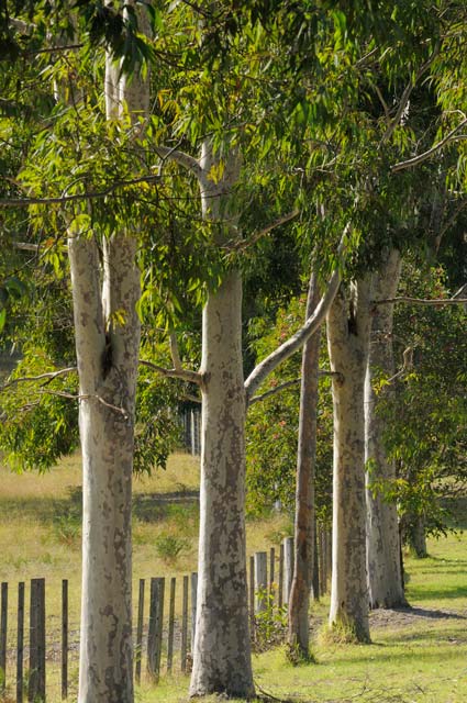 Stringybark Cottages - Broome Tourism 0