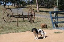 Bumblebrook Farm Motel - Broome Tourism 5