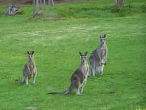 Sunway Farm B And B And Tours - Broome Tourism 1