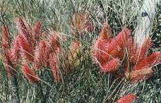 Wartook Gardens - Broome Tourism 2