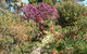 Black Cockatoo Cottages - thumb 1