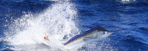 True Blue Fishing Charters - Broome Tourism 6