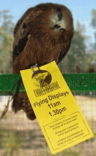Eagles Heritage Raptor Wildlife Centre - Broome Tourism 1