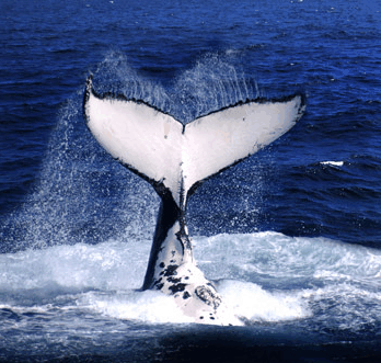 Brisbane Whale Watching - Broome Tourism
