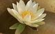 Orchid Day Spa - thumb 2