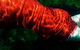 Dark Horse Experiment - thumb 0