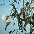 Dianne Tanzer Gallery & Projects - Broome Tourism 1