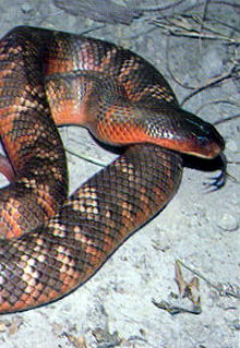 Armadale Reptile & Wildlife Centre - Broome Tourism 0