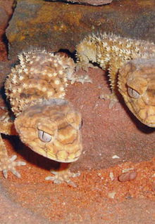 Armadale Reptile & Wildlife Centre - Broome Tourism 1
