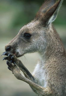 Armadale Reptile & Wildlife Centre - Broome Tourism 2