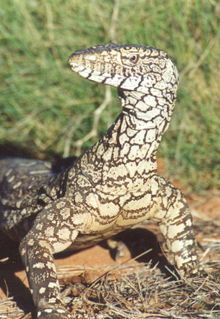 Armadale Reptile & Wildlife Centre - Broome Tourism 3