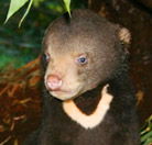 Perth Zoo - Broome Tourism