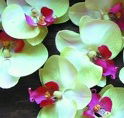 Waverley Gardens Shopping Centre - Broome Tourism