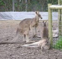 Jirrahlinga Koala  Wildlife Sanctuary - Broome Tourism
