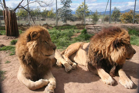 Mansfield Zoo - Broome Tourism 0