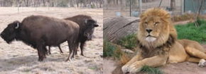 Mansfield Zoo - Broome Tourism 3