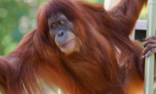 Melbourne Zoo - Broome Tourism 1