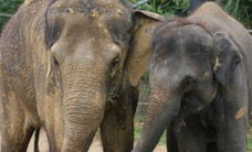 Melbourne Zoo - Broome Tourism 3