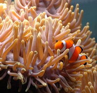 Reef HQ Great Barrier Reef Aquarium - Broome Tourism