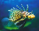 Underwater World - Broome Tourism 0