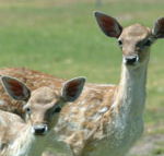 Marapana Wildlife Park - Broome Tourism