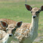 Marapana Wildlife Park - Broome Tourism 0