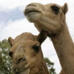 Marapana Wildlife Park - Broome Tourism 3