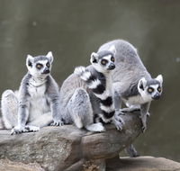 Adelaide Zoo - Broome Tourism