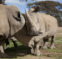 Monarto Zoo - Broome Tourism