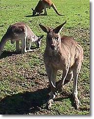 OZe Wildlife - Broome Tourism 1