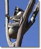 OZe Wildlife - Broome Tourism 2