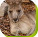 Calmsley Hill City Farm - Broome Tourism