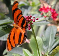 Butterfly Farm - Broome Tourism
