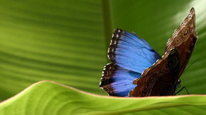 Butterfly Farm - Broome Tourism 3
