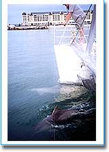 Temptation Sailing - Broome Tourism 1