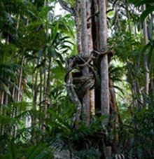 Rainforest Skywalk - Broome Tourism 3